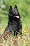 SCHIPPERKE 291